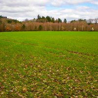 Зазеленело поле.Март. :: Lucy Schneider 