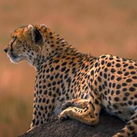 Гепард :: Aleksey Afonin