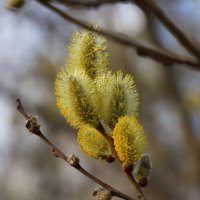 Весна :: краснов юрий 