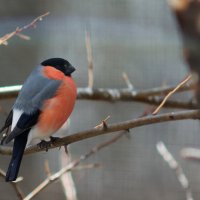 Ну разве не хорош?!! :: Вячеслав Алтай