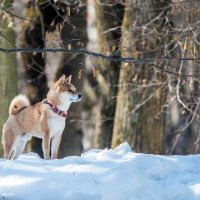*** :: Владимир Безбородов