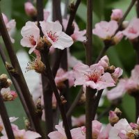 Южная весна :: ZNatasha -