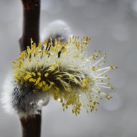 *** :: Надежда Куркина 