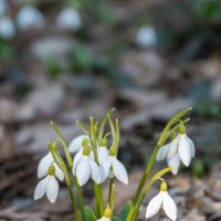 Первоцветы. Подснежники. :: Дина Евсеева