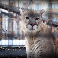 редкие животные в городе :: Олег Лукьянов