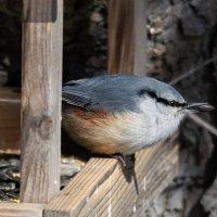 Поползень :: Виктор Иванович Чернюк