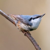 Поползень :: Владимир Лазарев