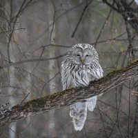 Длиннохвостая неясыть. :: Вадим Басов