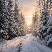 След от трактора на зимней дорожке в садоводстве :: Лилия 