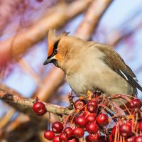 Свиристель :: SanSan 