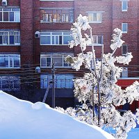 Март.....Кедр в  морозном серебре ! :: Владимир 