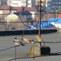 Слыш, друг, отстань от моей бабы ... :: Сеня Белгородский