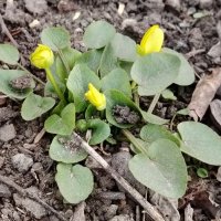 Первые цветы :: Наталья (ShadeNataly) Мельник