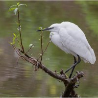 Малая белая цапля. :: Александр Григорьев