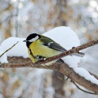 В ожидании весны... :: Галина Нестратова