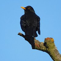 Чёрный дрозд :: Лина 