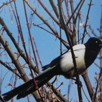 Сплетница прилетела :: Людмила Смородинская