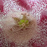 заглянула в глоксинию :: Елена Шаламова