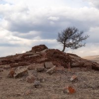 Одинокое дерево :: Марина Фомина.