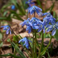 Весны цветение ... :: Ravile 