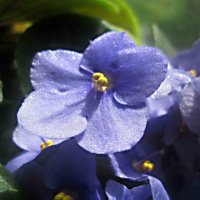 Фиалка :: Елена Семигина