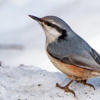 Поползень. :: Владимир Безбородов
