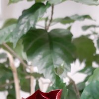 Зацветает гибискус :: Ольга 