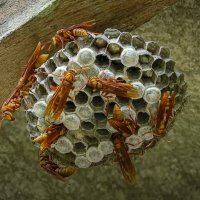 Гнездо ос Polistes :: Aleksey Afonin