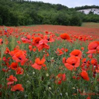 Природа Крыма :: Изумительная Космея