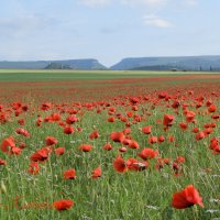 Природа Крыма :: Изумительная Космея