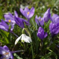 И каждый росток утверждает: «Я сам» - И тянется вверх – к небесам, к небесам... :: Галина 