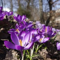 Весна в городe Аугсбург!... :: Галина 