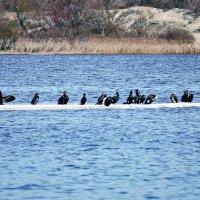 На последней льдине :: Alexandеr P