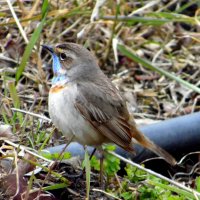 Варакушка. :: nadyasilyuk Вознюк