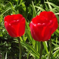 Тюльпаны :: Freddy 97