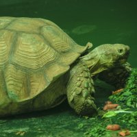 Морковь уже не ХОЧУ, а дайте ПиццУ :: Владимир Максимов