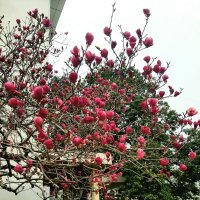 МАГНОЛИЯ :: Tata Wolf