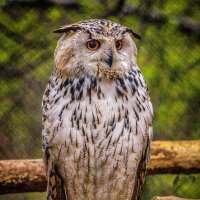 филин :: Аркадий Лаптенко