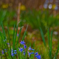 Пролеска :: Giant Tao /