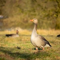 Здравствуйте, гусь... :: Николай Гирш