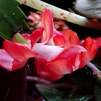 Первенец :: Александр Чеботарь