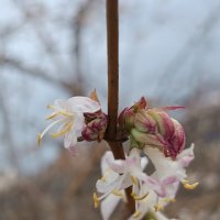 Жимолость Красноплодная съедобная (ягода в форме сердечка) :: Слава Коломойцев