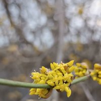 Кизи́л обыкнове́нный :: Слава Коломойцев