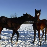 Дружелюбные  лошадки :: Елена Сухорученкова