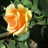 Розы... розы... :: viach 