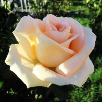 Розы... розы... :: viach 