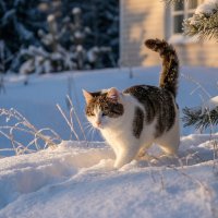 Кошка на зимней прогулке :: Лилия 