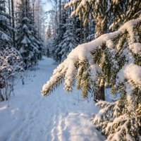 Еловые лапки на солнце зимой :: Лилия 