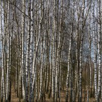 Березки :: Игорь Сикорский