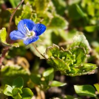 Вероника :: Валерий Ткаченко